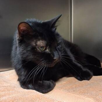 Brutus -  Domestic Short Hair Cat for Adoption in Lake Jackson, Texas - Brutus | PetCurious