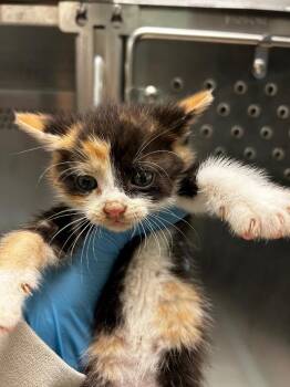 Agee Kitten 4 -  Domestic Short Hair Cat for Adoption in Morgantown, Kentucky - Agee Kitten 4 | PetCurious