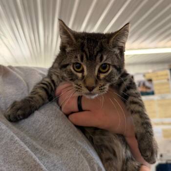Porridge -  Domestic Short Hair Cat for Adoption in Spanish Fork, Utah - Porridge | PetCurious