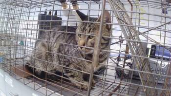 A1270880 -  Domestic Short Hair Cat for Adoption in Charlotte, North Carolina - A1270880 | PetCurious