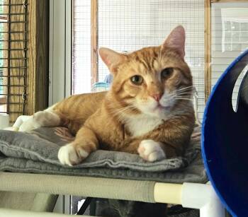 Nelsen -  Domestic Short Hair Cat for Adoption in Westbrook, Connecticut - Nelsen | PetCurious