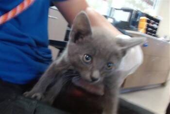 POGO -  Domestic Short Hair Cat for Adoption in Louisville, Kentucky - POGO | PetCurious