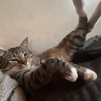 Jiggy -  Domestic Short Hair Cat for Adoption in Philadelphia, Pennsylvania - Jiggy | PetCurious