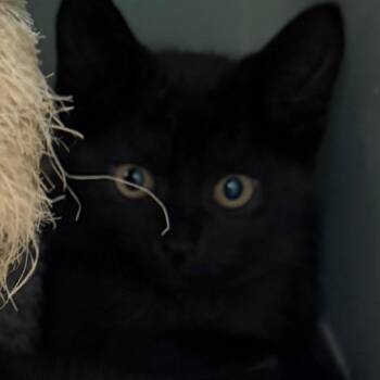 Hilgard -  Domestic Short Hair Cat for Adoption in Middlebury, Vermont - Hilgard | PetCurious