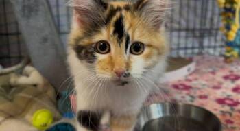 Manx Cats Available for Adoption - Ruby | PetCurious