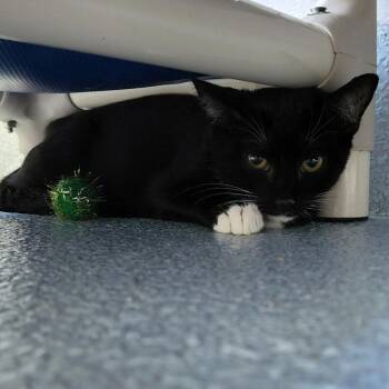Pluto -  Domestic Short Hair Cat for Adoption in Columbus, North Carolina - Pluto | PetCurious