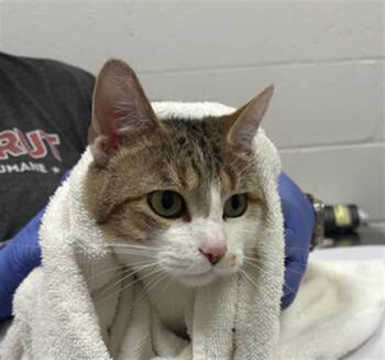 XENA -  Domestic Short Hair Cat for Adoption in Indianapolis, Indiana - XENA | PetCurious