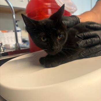 Calinda -  Domestic Short Hair Cat for Adoption in Huntington, West Virginia - Calinda | PetCurious
