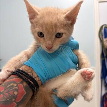 Domestic Short Hair Cats Available for Adoption in Greensboro, Georgia - Almond | PetCurious