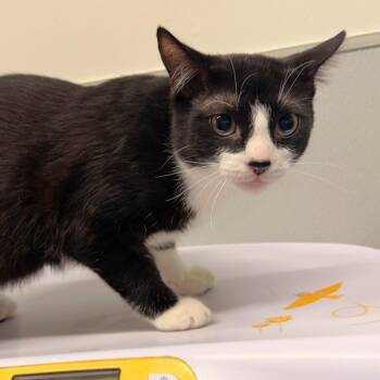 Mickey -  Domestic Short Hair Cat for Adoption in Tampa, Florida - Mickey | PetCurious