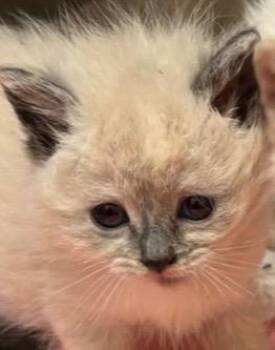 SORIN -  Siamese Cat for Adoption in Elizabethton, Tennessee - SORIN | PetCurious