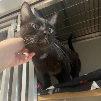 Gabbro -  Domestic Short Hair Cat for Adoption in Chattanooga, Tennessee - Gabbro | PetCurious