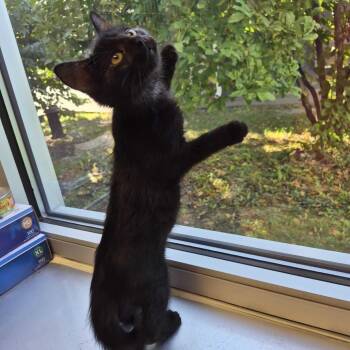 YERR -  Domestic Short Hair Cat for Adoption in Davenport, Iowa - YERR | PetCurious