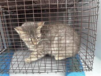 Domestic Short Hair Cats Available for Adoption in Houston, Texas - A655766 | PetCurious