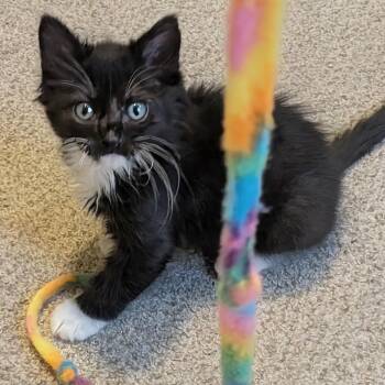 Cypress Thomas -  Domestic Medium Hair Cat for Adoption in Morrison, Colorado - Cypress Thomas | PetCurious