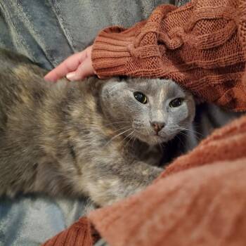 Stormy -  Russian Blue and Dilute Calico Cat for Adoption in Lucas, Texas - Stormy | PetCurious