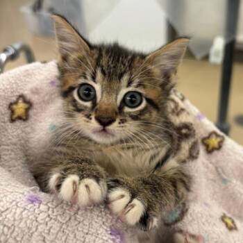 Domestic Short Hair Cats Available for Adoption in West Palm Beach, Florida - Bramble | PetCurious