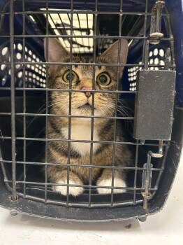 Domestic Medium Hair Cats Available for Adoption - 2026-02-051 | PetCurious