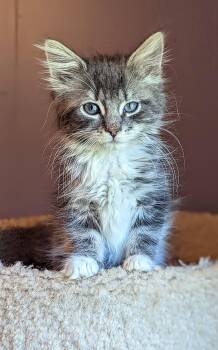 Domestic Long Hair and Maine Coon Cats Available for Adoption in Morristown, New Jersey - Jessica Rabbit | PetCurious