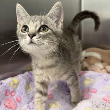 Laverne -  Domestic Short Hair Cat for Adoption in Marshall, Virginia - Laverne | PetCurious