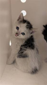 TIGGY - IN FOSTER -  Domestic Medium Hair Cat for Adoption in Ontario, California - TIGGY - IN FOSTER | PetCurious