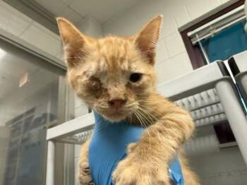 A476705 -  Domestic Short Hair Cat for Adoption in Oklahoma City, Oklahoma - A476705 | PetCurious