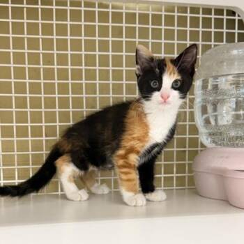 Rapunzel -  Domestic Short Hair Cat for Adoption in Honolulu, Hawaii - Rapunzel | PetCurious