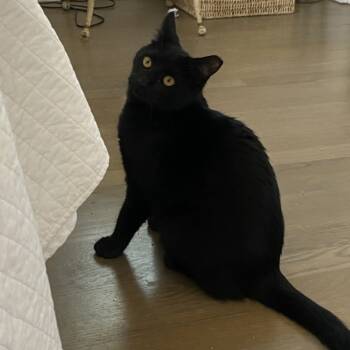 Rescue American Shorthair Cats for Adoption in Freeport, Florida - Bella | PetCurious