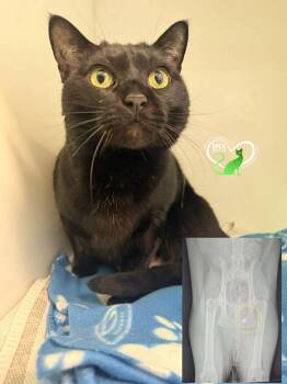 Domestic Short Hair Cats Available for Adoption - Edouard | PetCurious