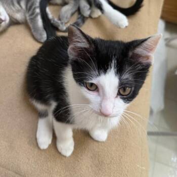 New River Gorge -  Domestic Short Hair Cat for Adoption in Medina, Ohio - New River Gorge | PetCurious