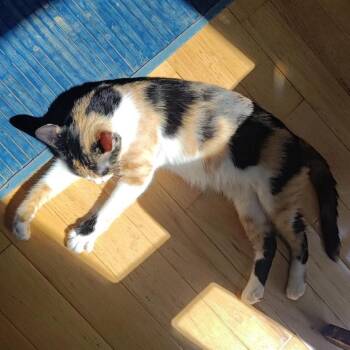 Rocksie Hudson -  Domestic Short Hair Cat for Adoption in Merrifield, Virginia - Rocksie Hudson | PetCurious