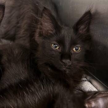 Blackberry -  Domestic Medium Hair Cat for Adoption in Belleville, Illinois - Blackberry | PetCurious