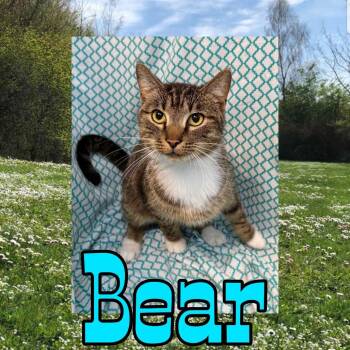 Domestic Short Hair Cats Available for Adoption in Royse City, Texas - Bear | PetCurious