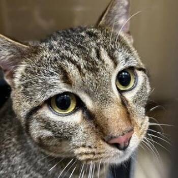 Domestic Short Hair Cats Available for Adoption in Converse, Texas - Troy | PetCurious