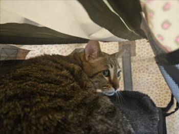DALLAS -  Domestic Short Hair Cat for Adoption in Derwood, Maryland - DALLAS | PetCurious
