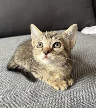 Ziggy -  Domestic Short Hair and Tabby Cat for Adoption in New York, New York - Ziggy | PetCurious