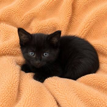 Leia -  Domestic Short Hair Cat for Adoption in Tucson, Arizona - Leia | PetCurious