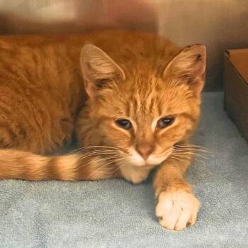 November -  Domestic Short Hair Cat for Adoption in Nashville, Tennessee - November | PetCurious
