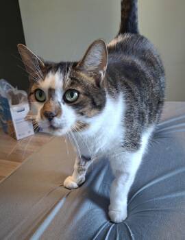 Ti-GARS (FA/FF) -  Domestic Short Hair Cat Available for Adoption in Sainte-angèle-de-monnoir, Quebec - Ti-GARS (FA/FF) | PetCurious