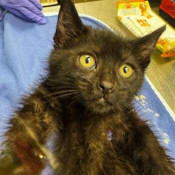 Hibiscus (Green) -  Domestic Short Hair Cat for Adoption in Keizer, Oregon - Hibiscus (Green) | PetCurious