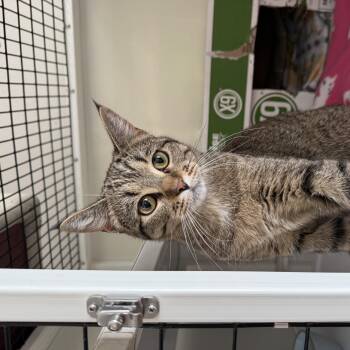 Starr -  Domestic Short Hair Cat for Adoption in Oconto, Wisconsin - Starr | PetCurious
