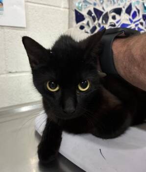 Domestic Short Hair Cats Available for Adoption in Pensacola, Florida - MAGE | PetCurious