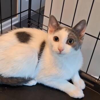 Rescue Domestic Short Hair Cats for Adoption in Butler, Pennsylvania - Jade | PetCurious