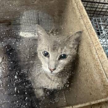 Peach -  Domestic Short Hair Cat for Adoption in Philadelphia, Pennsylvania - Peach | PetCurious