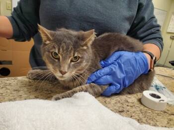 Rescue Domestic Short Hair Cats for Adoption in Maumee, Ohio - Smokey | PetCurious