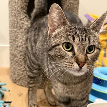 Rescue Domestic Short Hair Cats for Adoption in Morgan Hill, California - Pixie | PetCurious