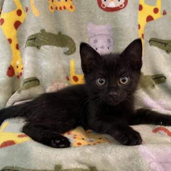 Domestic Short Hair Cats Available for Adoption in Tucson, Arizona - Deven | PetCurious