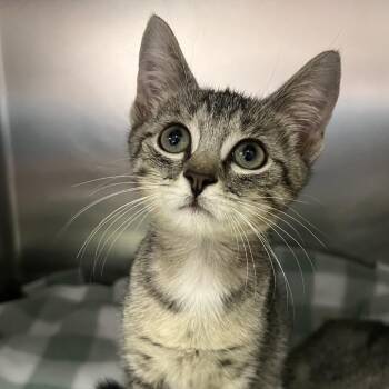 Dani -  Domestic Short Hair Cat for Adoption - Dani | PetCurious