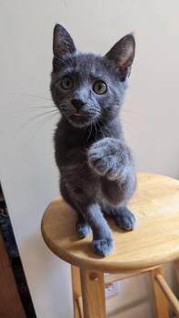 Star -  Domestic Short Hair Cat for Adoption in Burnaby, British Columbia - Star | PetCurious