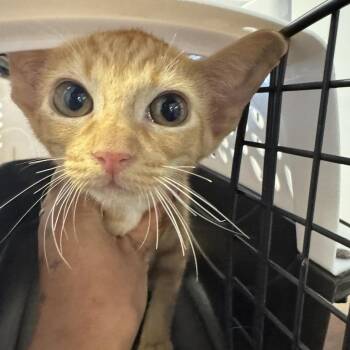 Fable -  Domestic Short Hair Cat for Adoption in Brentwood, Missouri - Fable | PetCurious